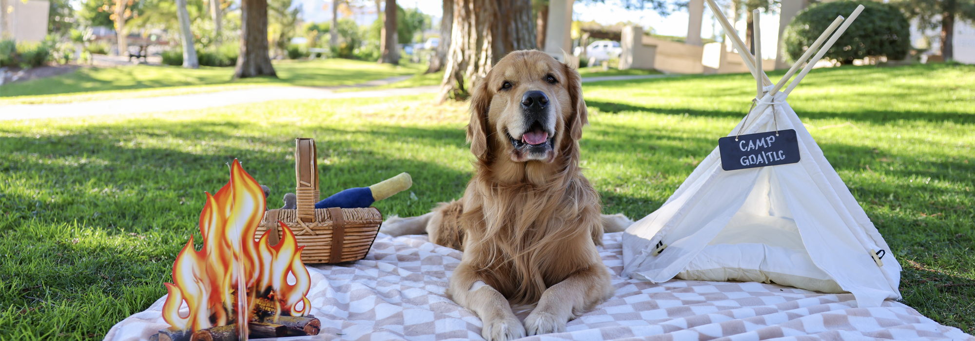golden retriever, tent, campfire, blanket